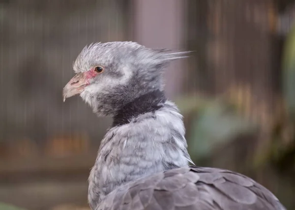 Screamer do Sul (Chauna torquata ) — Fotografia de Stock