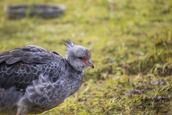 เซาท์เทิร์นกรีดร้อง ( Chhauna Torquata ) — ภาพถ่ายสต็อก