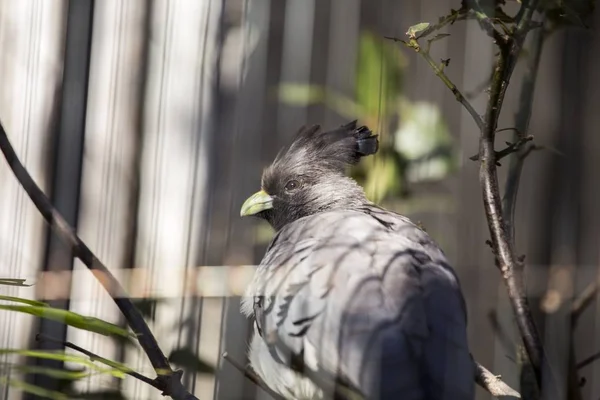 Białobrzucha go-away ptak (Corythaixoides białobrzuchy leucogaster.) — Zdjęcie stockowe