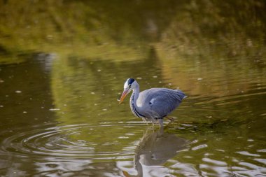 Gri Heron (Ardea cinerea)