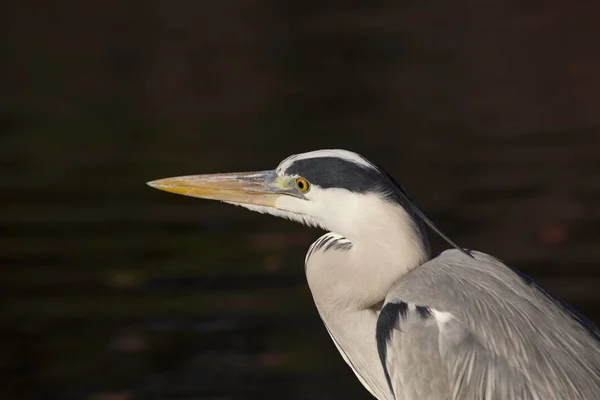 Héron gris (Ardea cinerea)) — Photo