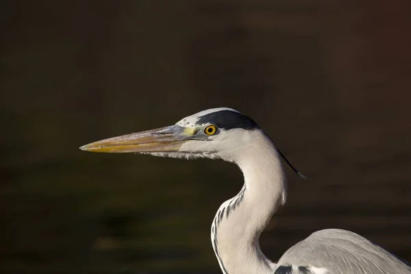 Héron gris (Ardea cinerea)) — Photo