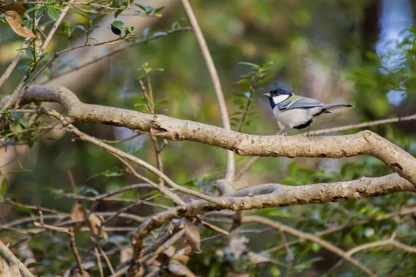 Japanese tit (Parus minor) — Stock Photo, Image