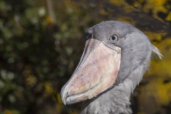 Senare stork (balaeniceps rex) — Stockfoto