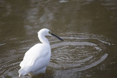 Küçük Egret (Egretta garzetta)