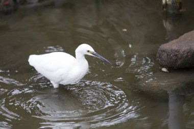 Küçük Egret (Egretta garzetta)