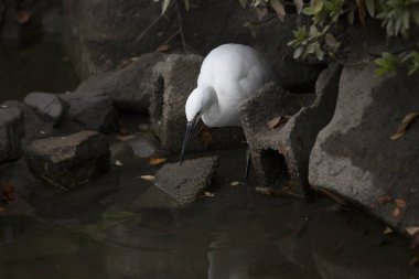 Küçük Egret (Egretta garzetta)