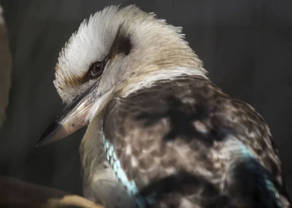 Μπλε-φτερωτό kookaburra (Dacelo leachii) — Φωτογραφία Αρχείου