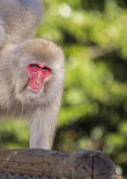 Macaco giapponese (Macaca fuscata ) — Foto Stock