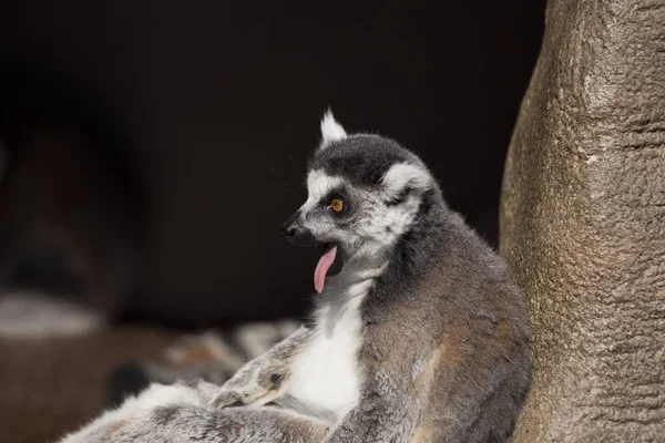 Lemur-de-Ruffed preto-e-branco (Varecia variegata) — Fotografia de Stock