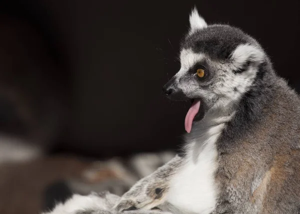Черно-белый Ruffed Lemur (Varecia variegata) — стоковое фото