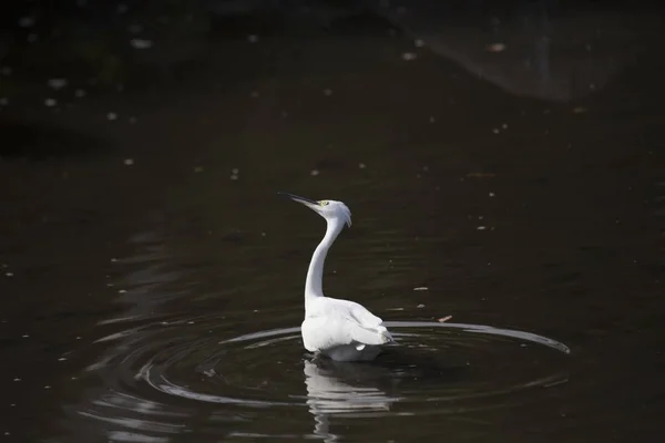 リトル・エグレット（Egretta garzetta）) — ストック写真