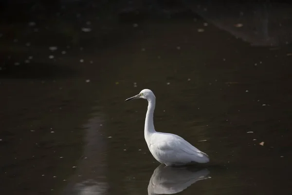 Pequeno Egret (Egretta garzetta) — Fotografia de Stock