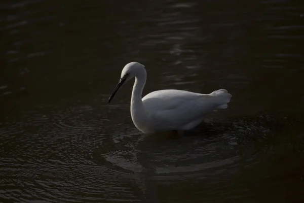 リトル・エグレット（Egretta garzetta）) — ストック写真