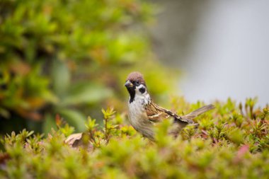 Ağaç serçesi (Spizelloides arborea)