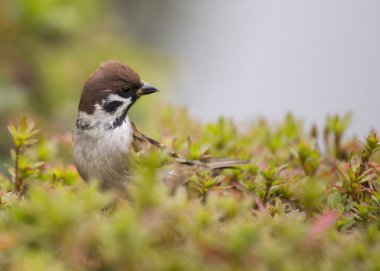 Ağaç serçesi (Spizelloides arborea)