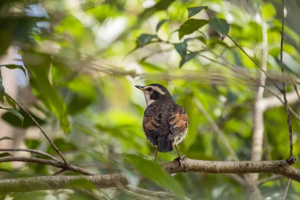 Tordo escuro (Turdus Eunomus ) — Fotografia de Stock