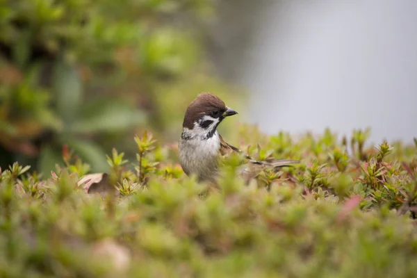 Ağaç serçesi (Spizelloides arborea) — Stok fotoğraf