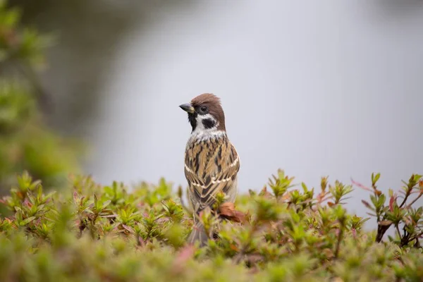 Passero dell'albero (Spizelloides arborea ) — Foto Stock