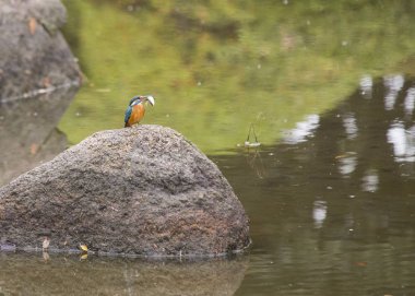 Genel Kingfisher (Alcedo at this)