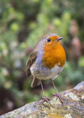 Robin kırmızı meme (Erithacus rubecula)