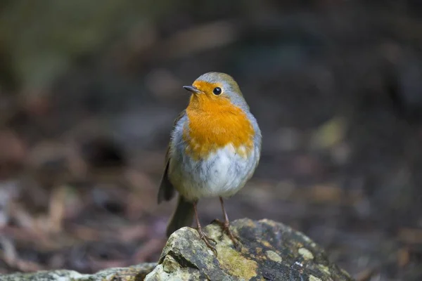 Robin Red Breast (Erithacus rubecula) ) — стоковое фото
