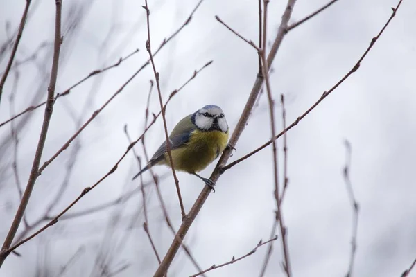 Mésange bleue d'Eurasie (Cyanistes caeruleus ) — Photo