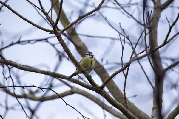 Mésange bleue d'Eurasie (Cyanistes caeruleus ) — Photo