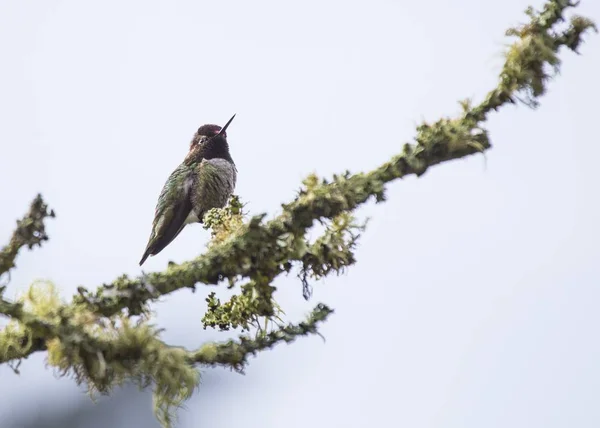 Beija-flor da Anna (Calypte anna ) — Fotografia de Stock