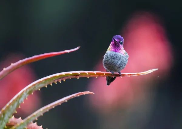 Beija-flor da Anna (Calypte anna ) — Fotografia de Stock