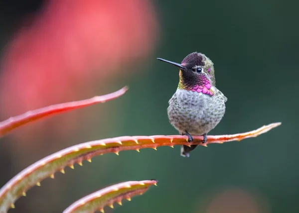 Anny hummingbird (calypte anna) — Stock fotografie