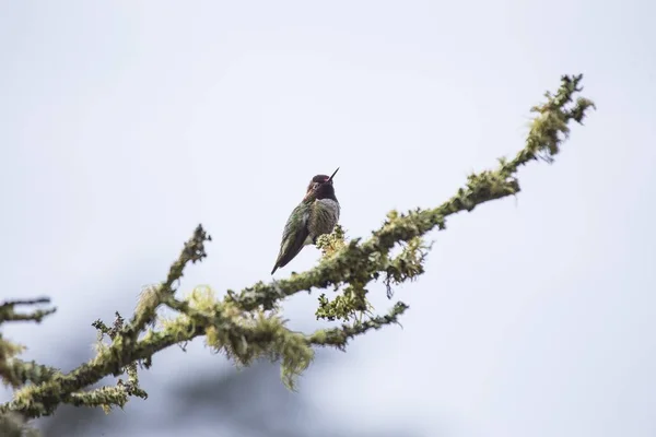 Beija-flor da Anna (Calypte anna ) — Fotografia de Stock