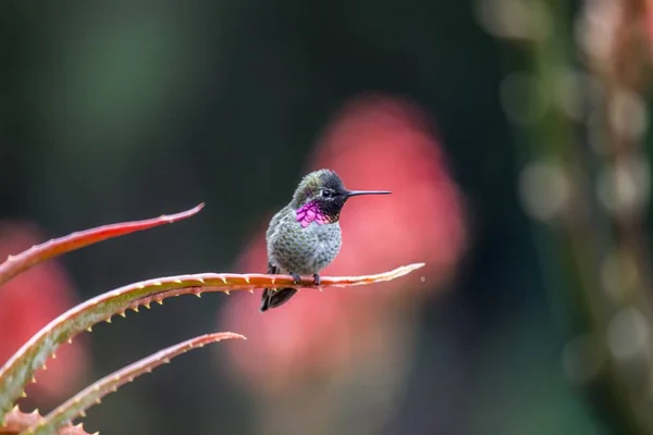 Annas hummingbird (calypte anna) — Stockfoto