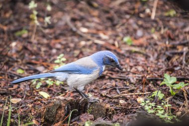 California Maki jay (Aphelocoma californica)
