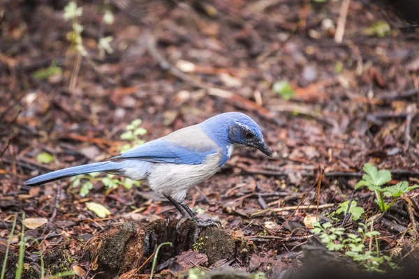 California Scrub Jay (afelocoma californica ) — Foto de Stock