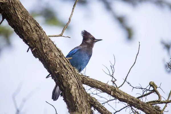 Steller's Jay (Cyanocitta stelleri) — Stock Photo, Image