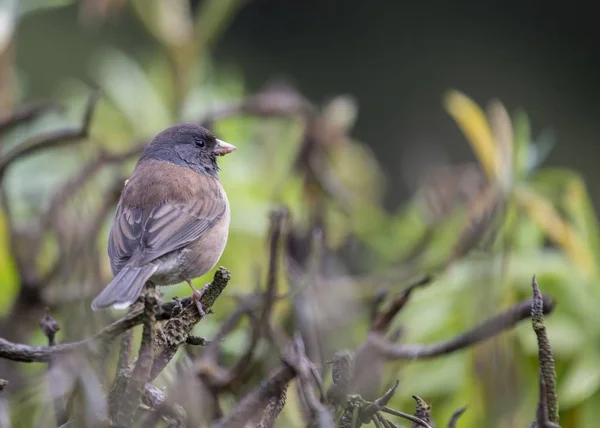 California Towhee (melozone crissalis) ) — Fotografia de Stock