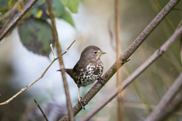 Fox sparrow (Passerella iliaca) — Stock Photo, Image