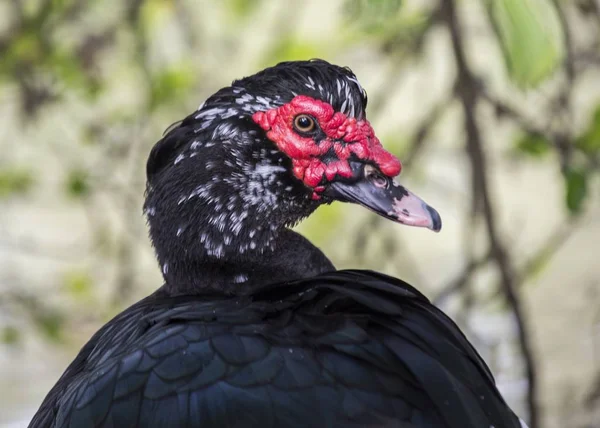 Pato moscoso (Cairina moschata ) — Foto de Stock