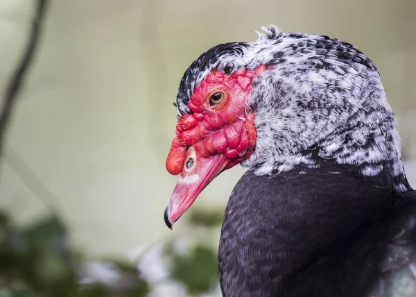 Muscovy duck (Cairina moschata) — Stock Photo, Image