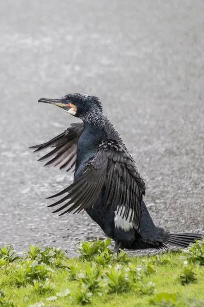 Uccello cormorano (Phalacrocoracidae ) — Foto Stock