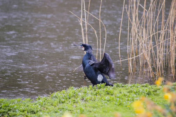 Cormorant Bird (Phalacrocoracidae) — Stock Photo, Image