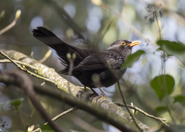 Blackbird (Turdus merula) spotted outdoors — Stock Photo, Image