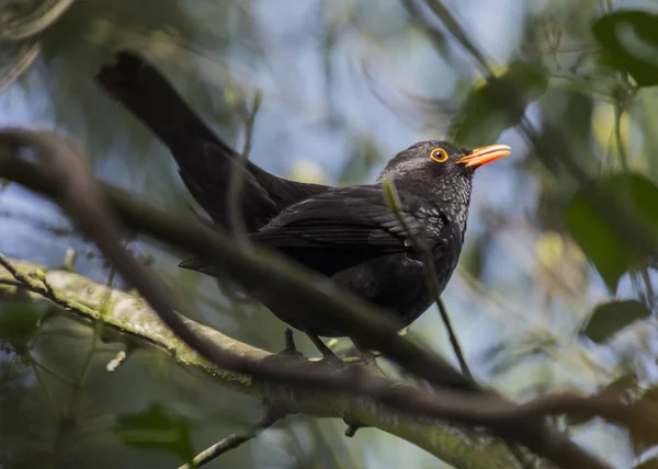 Blackbird (Turdus merula) spotted outdoors — Stock Photo, Image