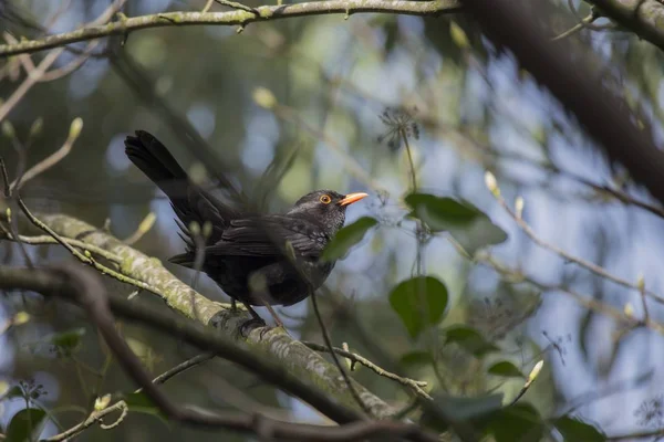 Merlo (Turdus merula) avvistato all'aperto — Foto Stock