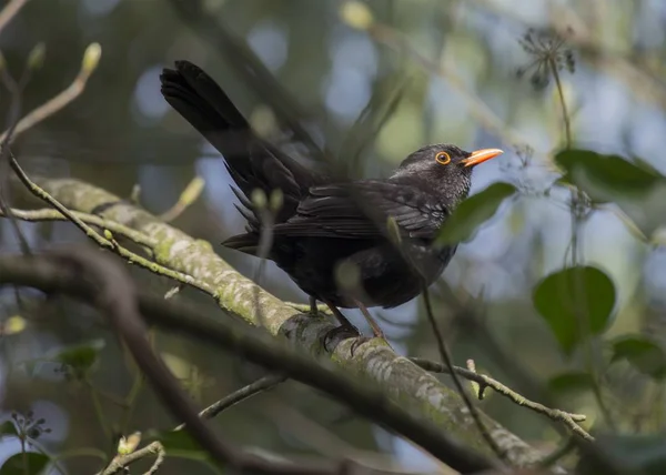 Blackbird (Turdus Kos) spatřen venku — Stock fotografie