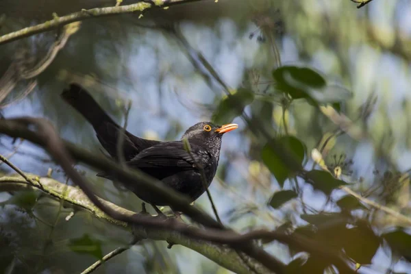 Blackbird (Turdus merula) spotted outdoors — Stock Photo, Image