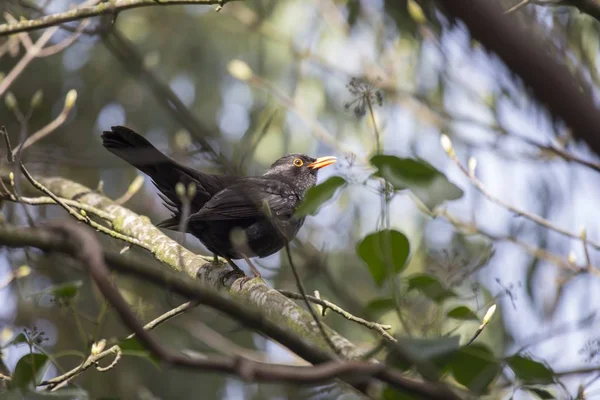 Blackbird (Turdus merula) nanosi na zewnątrz — Zdjęcie stockowe