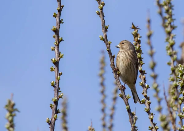 Linnet comum (Linaria cannabina) manchado ao ar livre — Fotografia de Stock