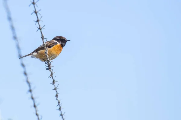 Evropská Bramborníček černohlavý (Saxicola rubicola) spatřen venku — Stock fotografie